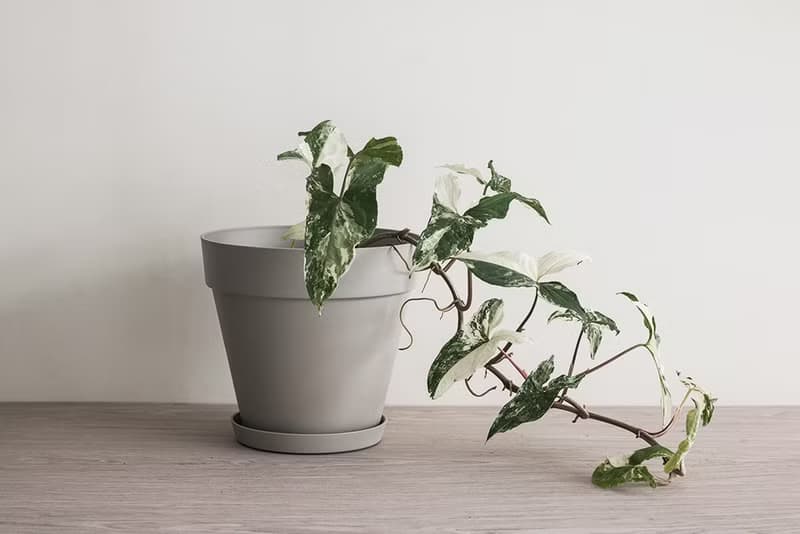 斑葉合果芋植栽_荷蘭設計極簡霧面盆