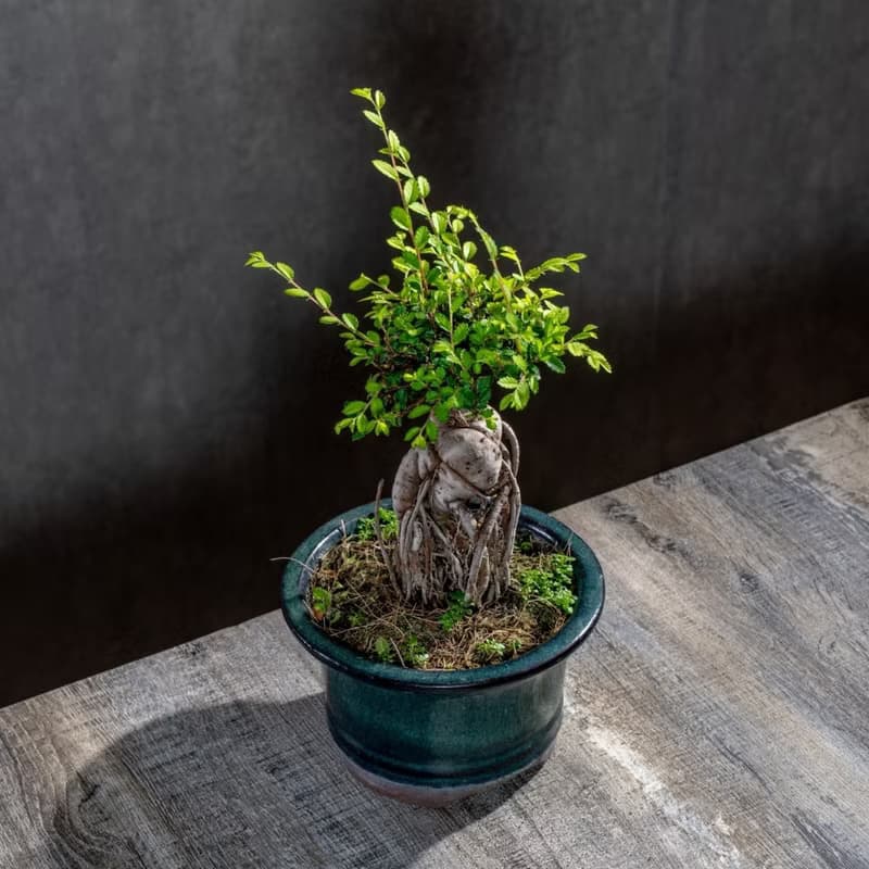 榆樹盆栽 室內植物 桌上盆栽 開幕送禮 喬遷禮物 植栽 巧繪網植物