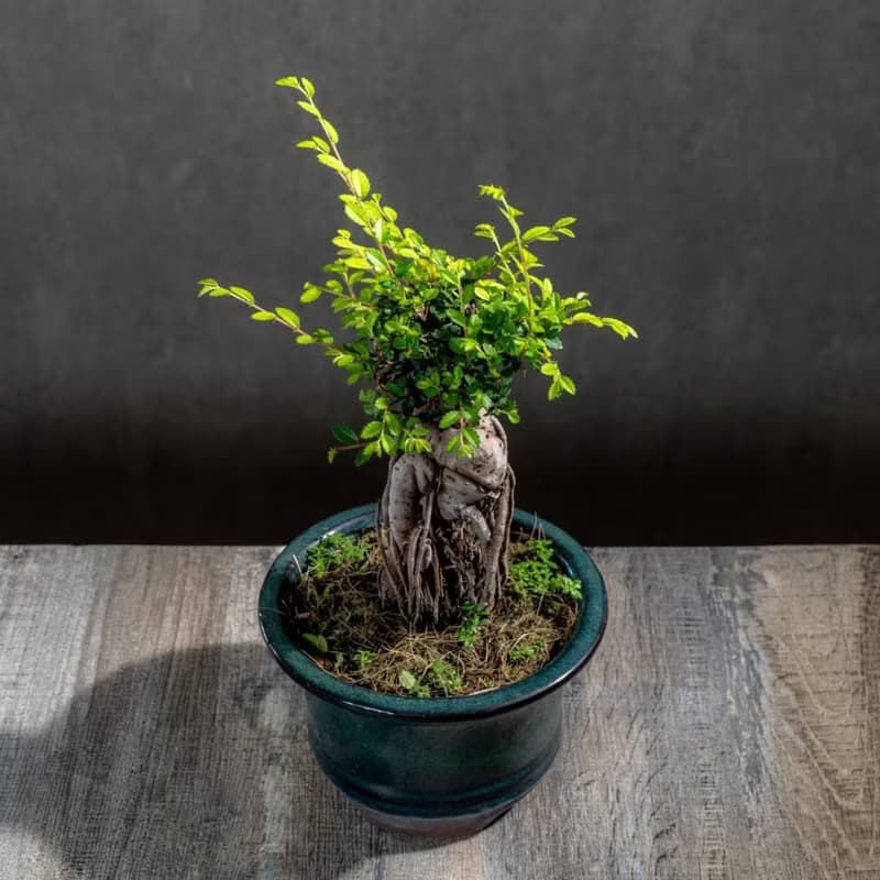 榆樹盆栽 室內植物 桌上盆栽 開幕送禮 喬遷禮物 植栽 巧繪網植物