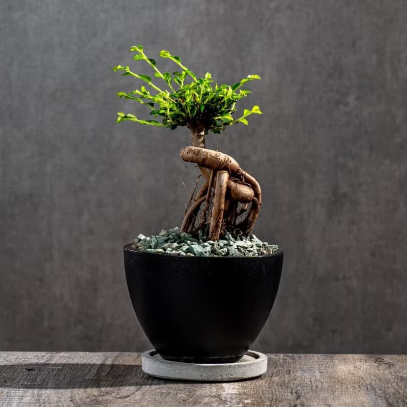 榆樹盆栽 室內植物 桌上盆栽 開幕送禮 喬遷禮物 植栽 巧繪網植物