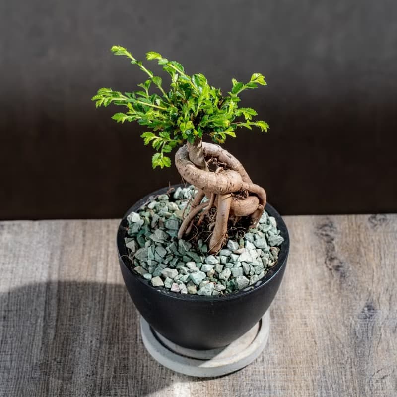 榆樹盆栽 室內植物 桌上盆栽 開幕送禮 喬遷禮物 植栽 巧繪網植物