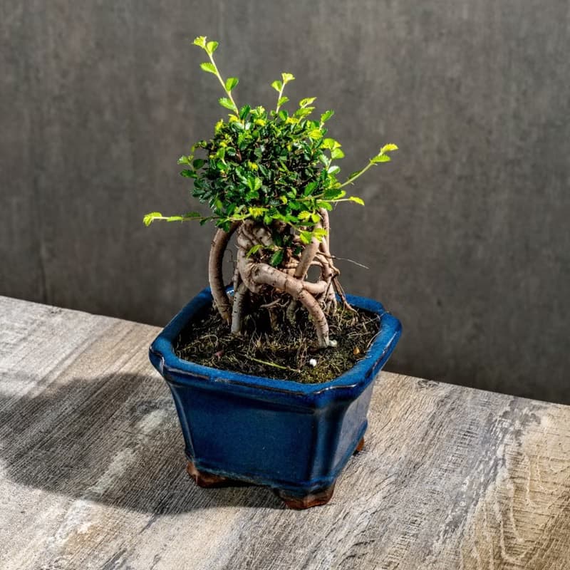 榆樹盆栽 室內植物 桌上盆栽 開幕送禮 喬遷禮物 植栽 巧繪網植物