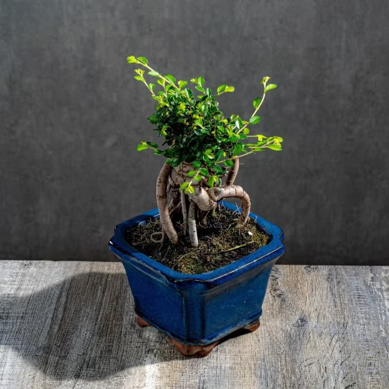 榆樹盆栽 室內植物 桌上盆栽 開幕送禮 喬遷禮物 植栽 巧繪網植物