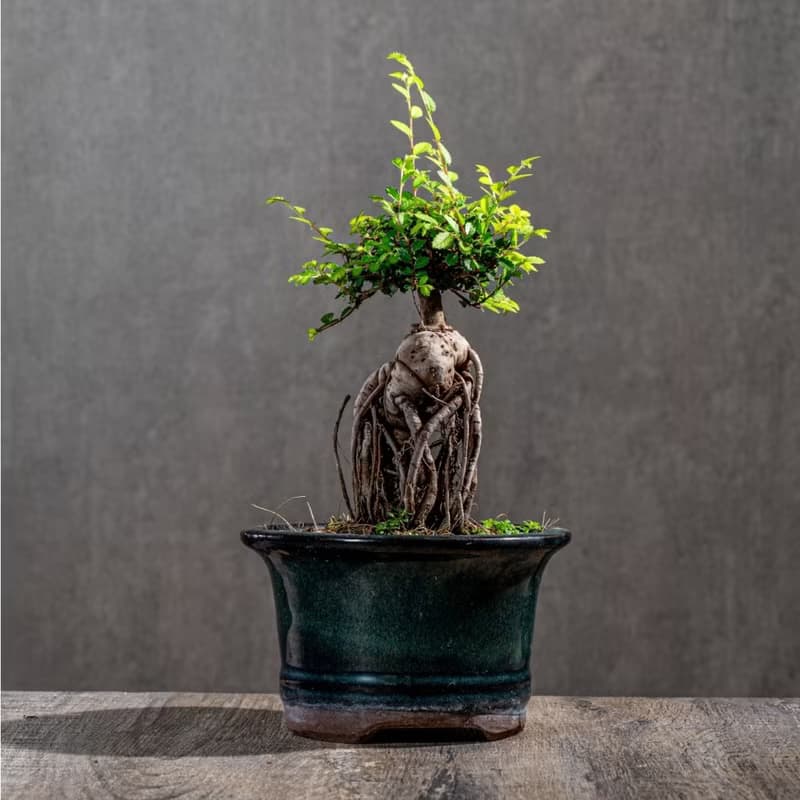 榆樹盆栽 室內植物 桌上盆栽 開幕送禮 喬遷禮物 植栽 巧繪網植物