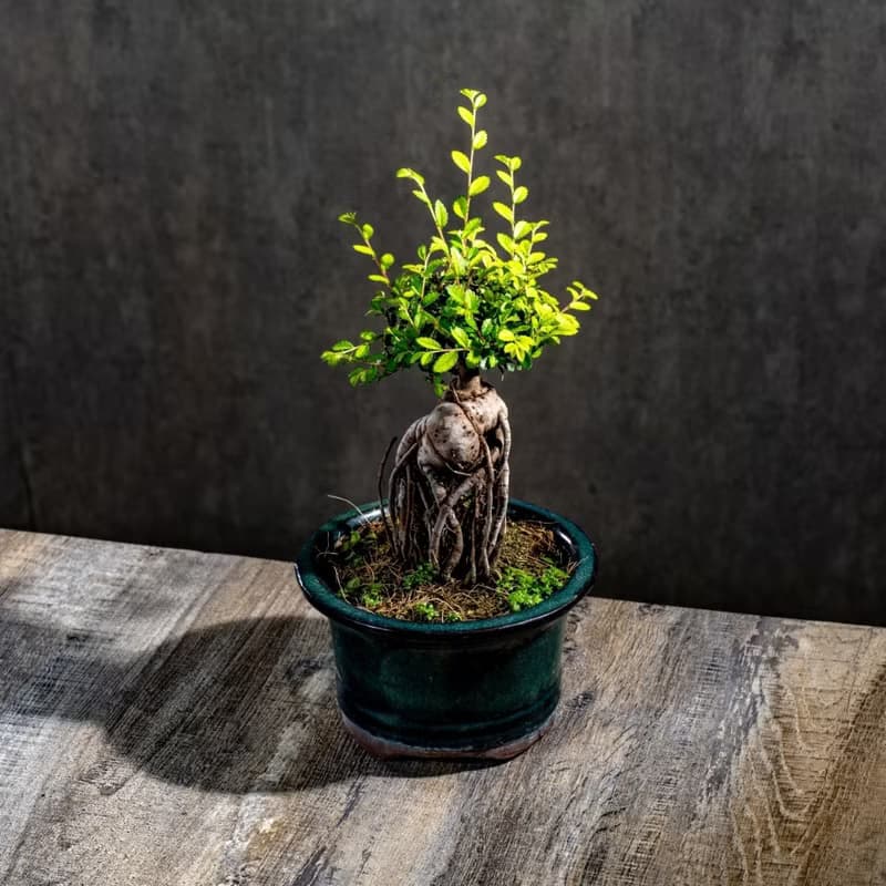 榆樹盆栽 室內植物 桌上盆栽 開幕送禮 喬遷禮物 植栽 巧繪網植物