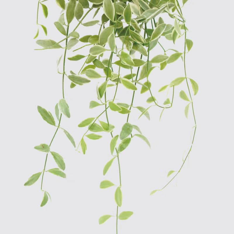 │ 方盆系列 │ 斑葉串錢藤 - 垂掛植物 水耕盆栽 陶瓷盆器