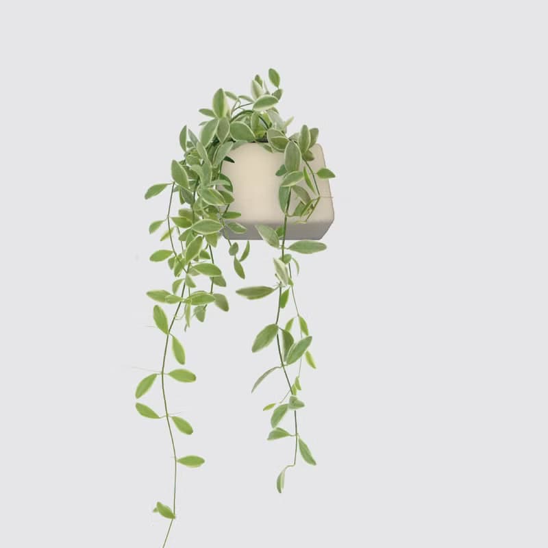 │ 方盆系列 │ 斑葉串錢藤 - 垂掛植物 水耕盆栽 陶瓷盆器