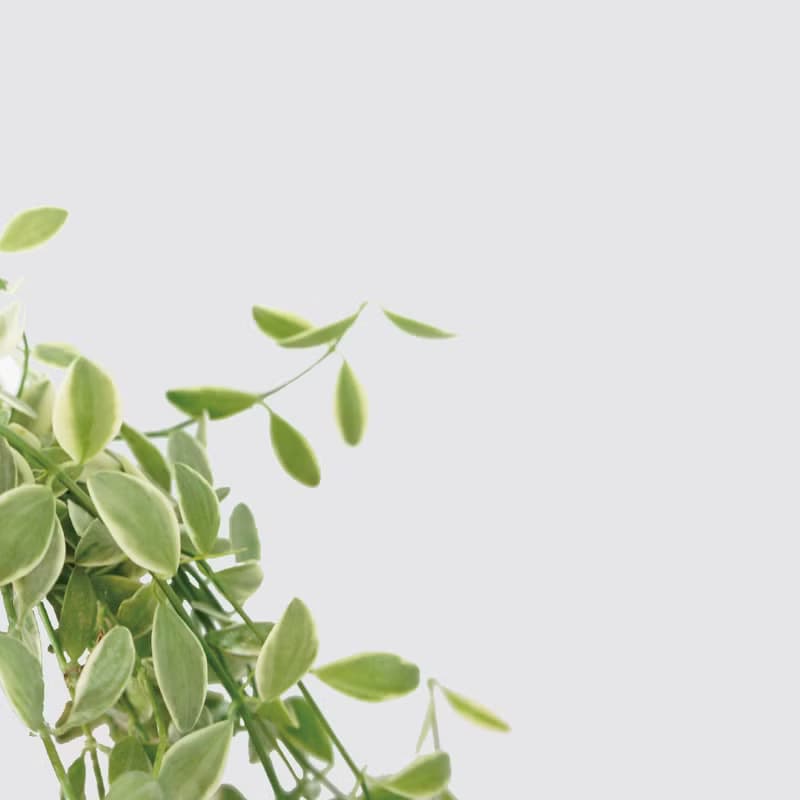 │ 方盆系列 │ 斑葉串錢藤 - 垂掛植物 水耕盆栽 陶瓷盆器