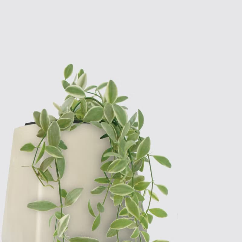 │ 方盆系列 │ 斑葉串錢藤 - 垂掛植物 水耕盆栽 陶瓷盆器