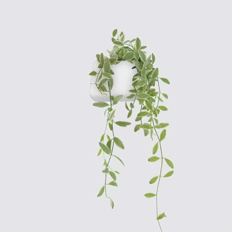 │ 方盆系列 │ 斑葉串錢藤 - 垂掛植物 水耕盆栽 陶瓷盆器