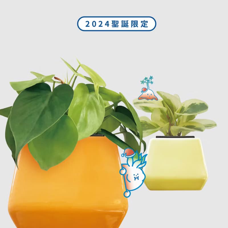 │ 方盆系列 │ 斑葉串錢藤 - 垂掛植物 水耕盆栽 陶瓷盆器