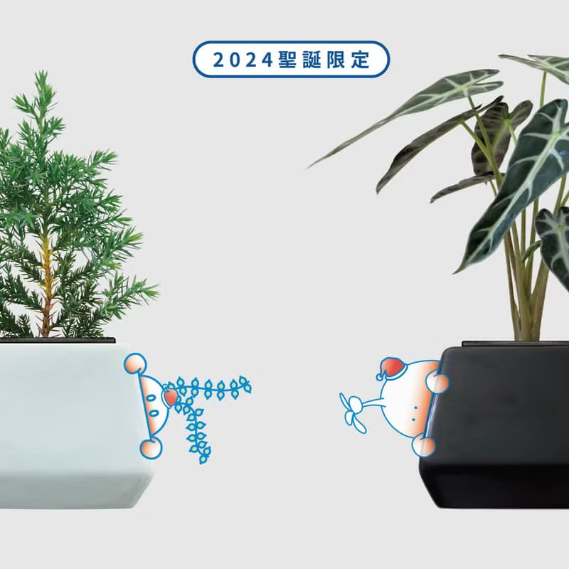 │ 方盆系列 │ 斑葉串錢藤 - 垂掛植物 水耕盆栽 陶瓷盆器