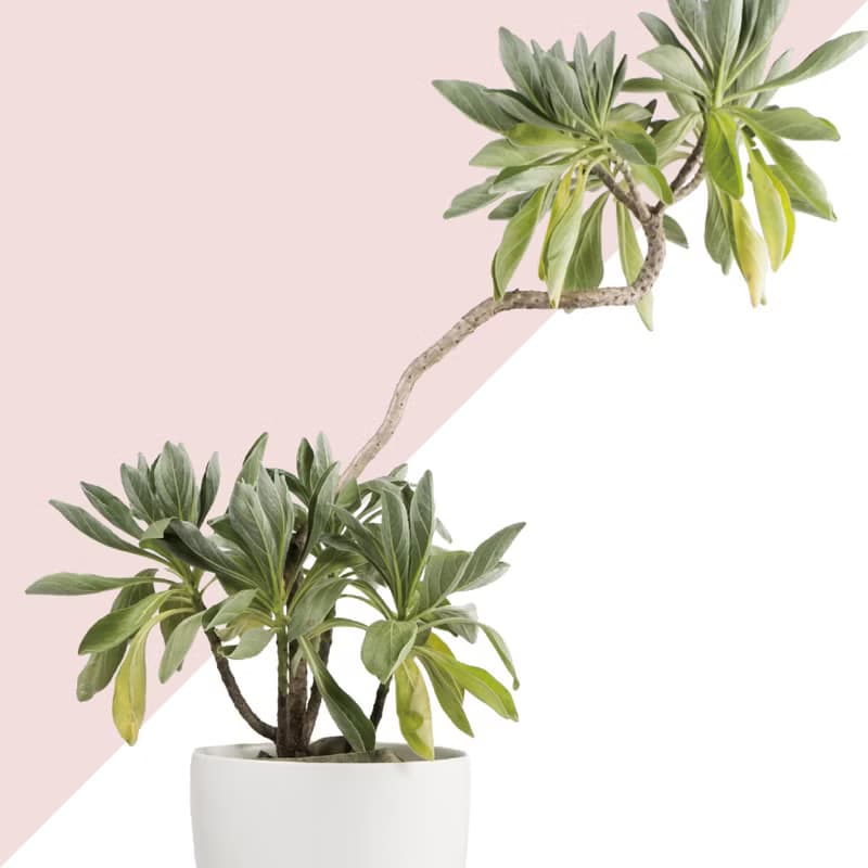 居家植物 － 白水木  禮物開幕賀禮