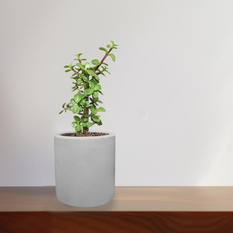 銀杏木 水泥盆栽 植物