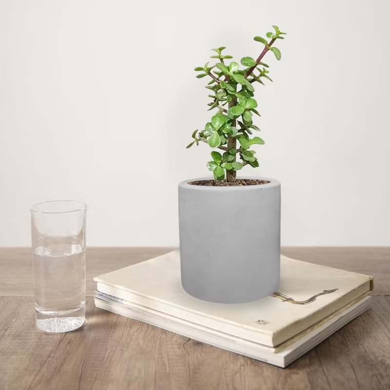 銀杏木 水泥盆栽 植物