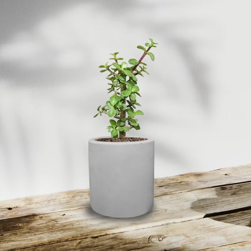 銀杏木 水泥盆栽 植物