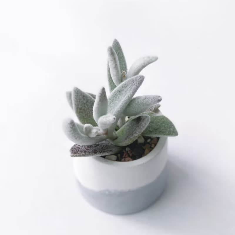 (預購) 莫蘭迪紫系列 | 福兔耳 圓形漸層水泥多肉植栽