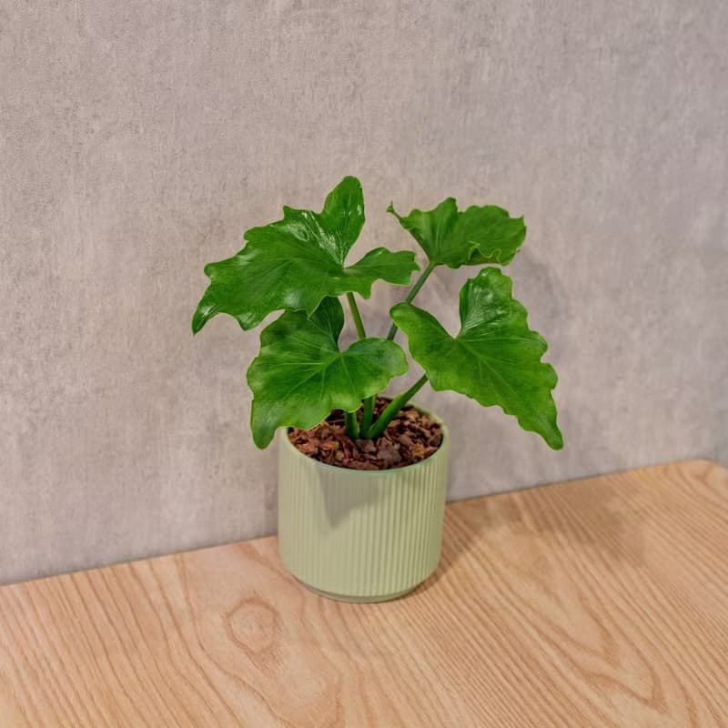 小天使 莫蘭迪色系直紋陶盆 室內植物 觀葉植物 禮物 盆栽