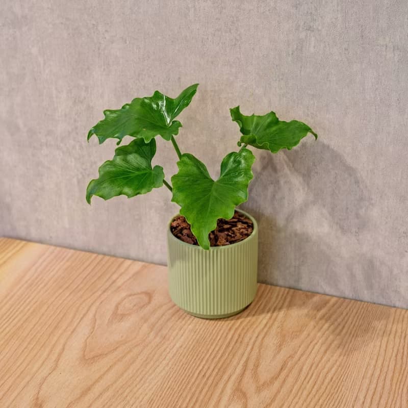 小天使 莫蘭迪色系直紋陶盆 室內植物 觀葉植物 禮物 盆栽