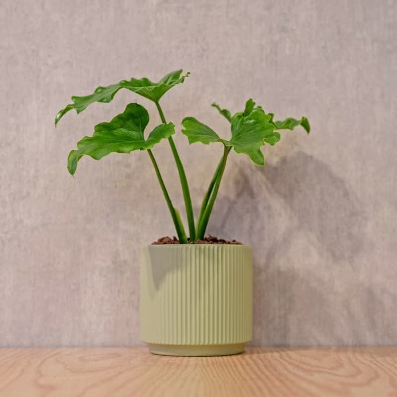 小天使 莫蘭迪色系直紋陶盆 室內植物 觀葉植物 禮物 盆栽