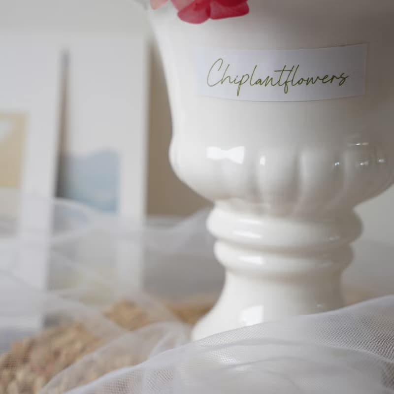 【竒花】果粉香永生花乾燥花盆花 冠軍杯 開幕 喬遷 生日