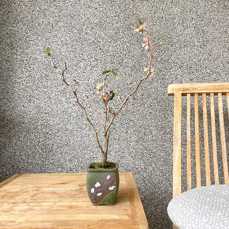 小品盆栽-雲龍寒梅
