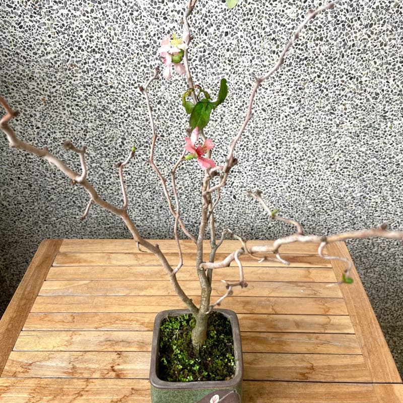 小品盆栽-雲龍寒梅
