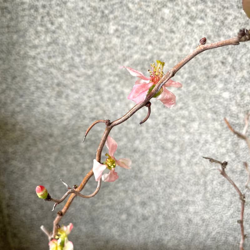 小品盆栽-雲龍寒梅