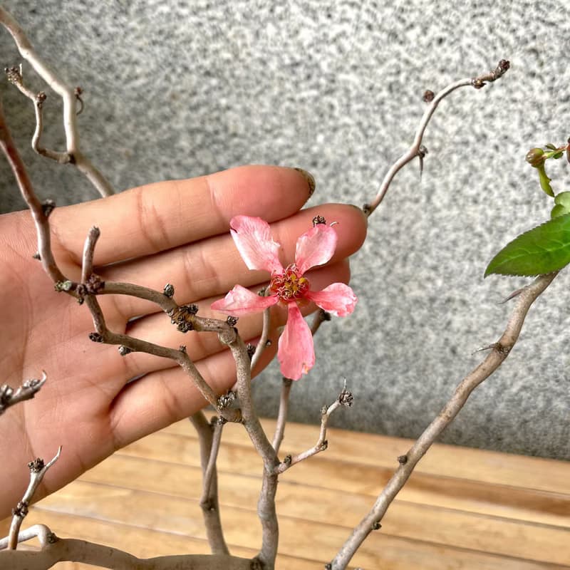 小品盆栽-雲龍寒梅