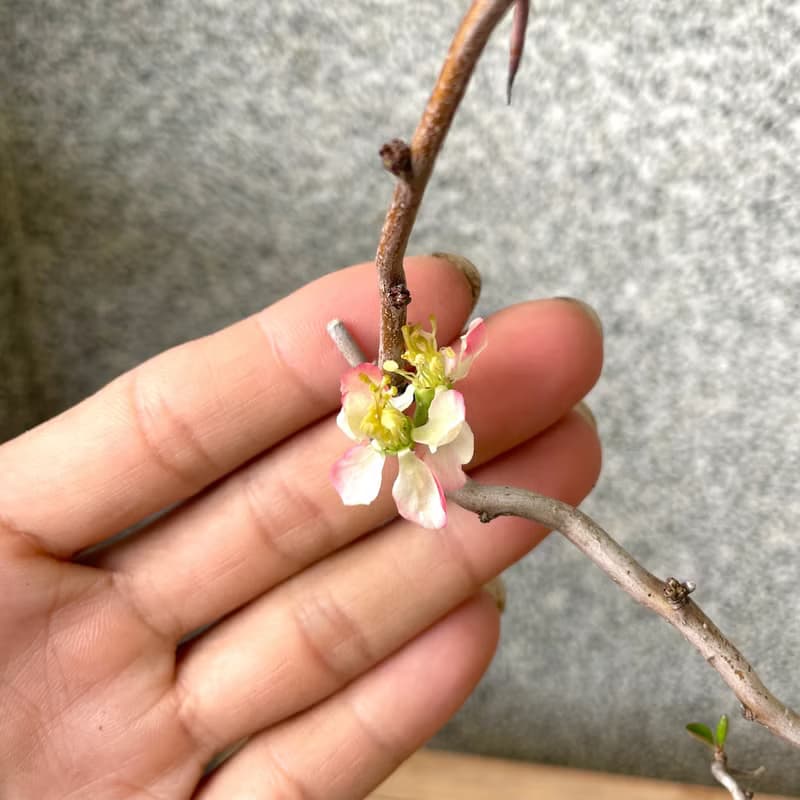 小品盆栽-雲龍寒梅