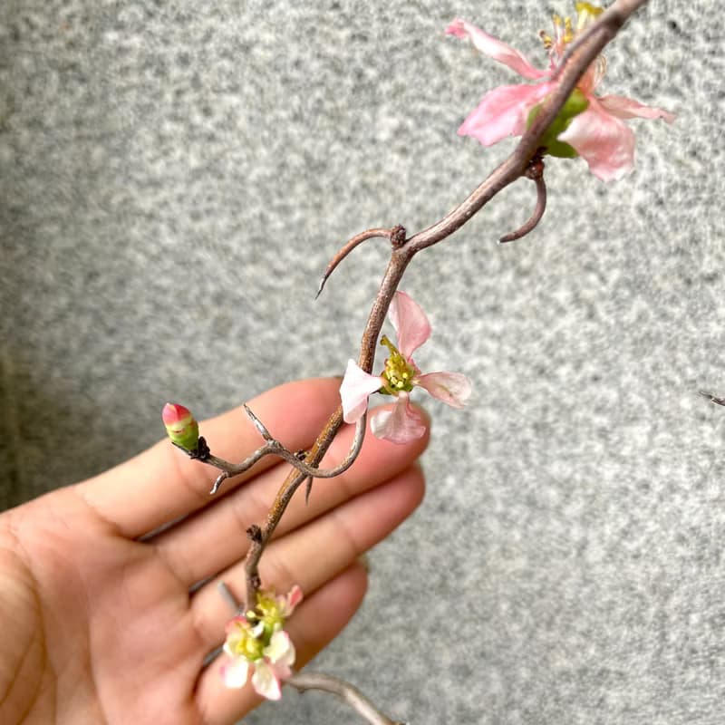 小品盆栽-雲龍寒梅