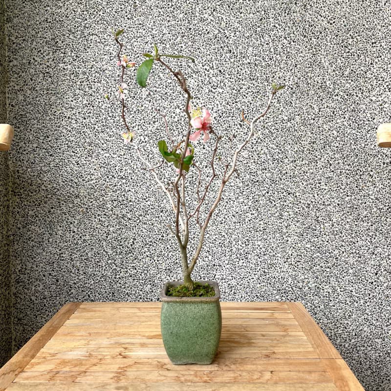 小品盆栽-雲龍寒梅