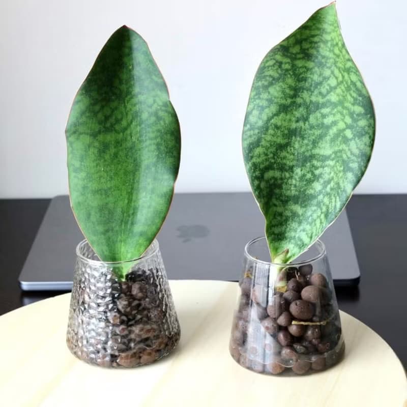 水培植栽│ 寶扇虎尾蘭_小人退散 吉祥植栽 室內植物 辦公室盆栽