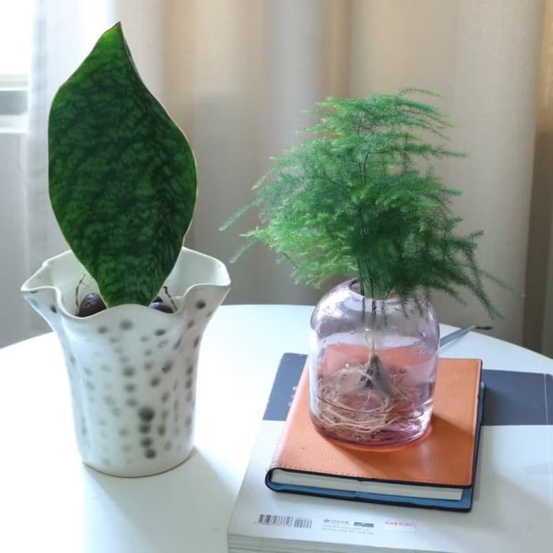 水培植栽│ 寶扇虎尾蘭_小人退散 吉祥植栽 室內植物 辦公室盆栽