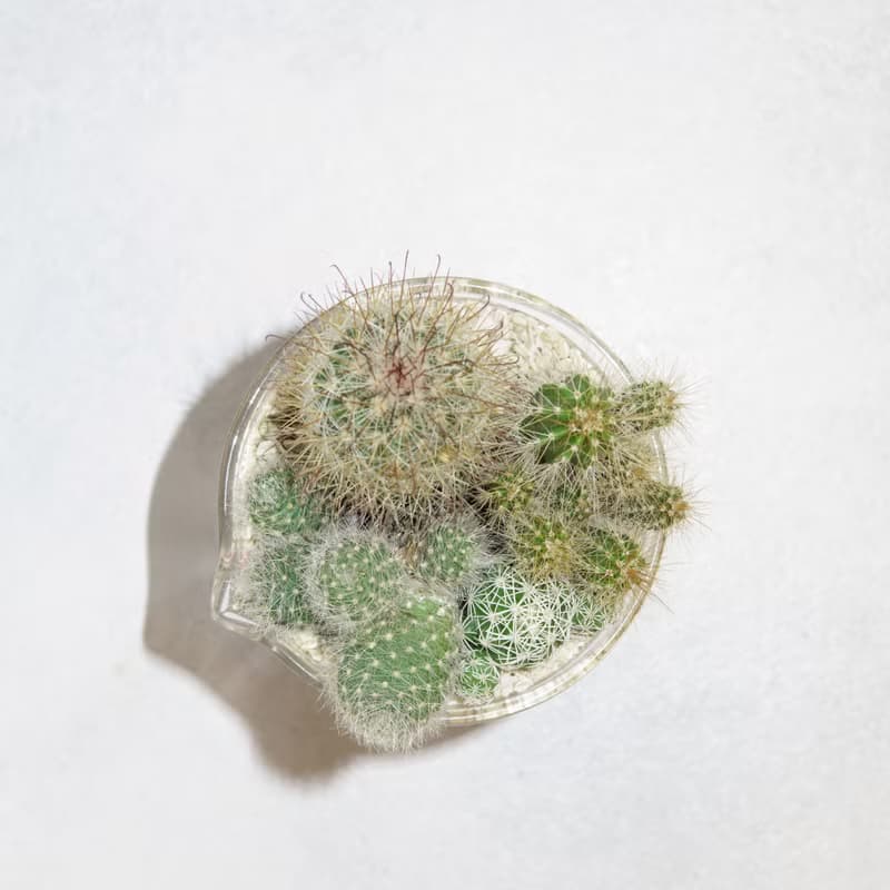 微景設計-250ml燒杯/仙人掌科肉肉【植物保固】 禮物