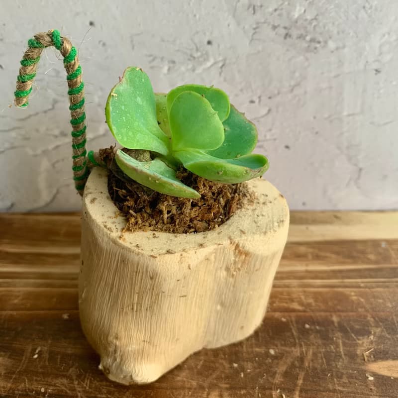 手工木作設計 盆栽擺飾 多肉植物 桃之嬌