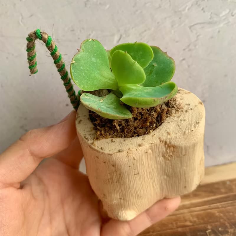 手工木作設計 盆栽擺飾 多肉植物 桃之嬌