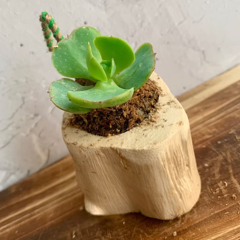 手工木作設計 盆栽擺飾 多肉植物 桃之嬌