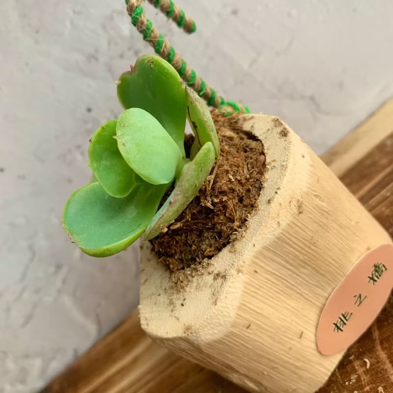 手工木作設計 盆栽擺飾 多肉植物 桃之嬌