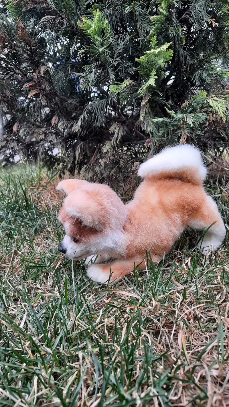 Puppy dog Akita inu stuffed dolls