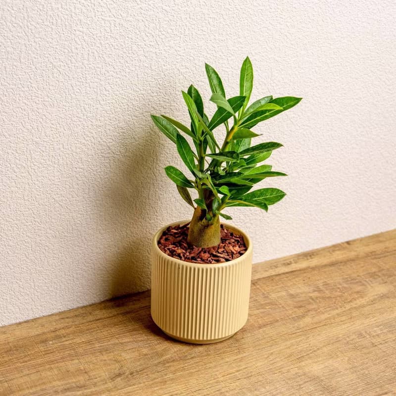 沙漠玫瑰 綠陶盆 開幕盆栽推薦 桌上盆栽