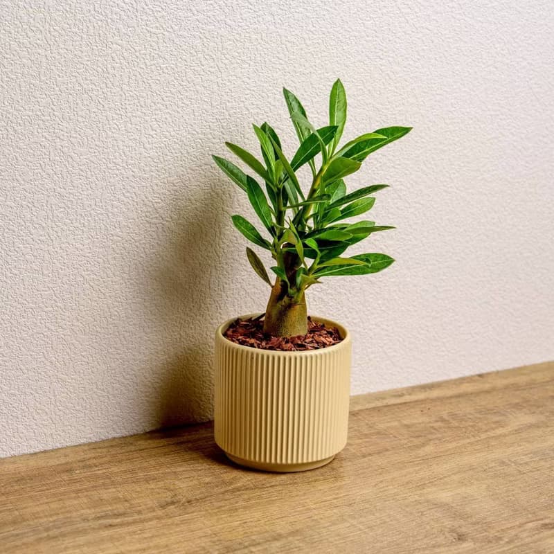 沙漠玫瑰 綠陶盆 開幕盆栽推薦 桌上盆栽