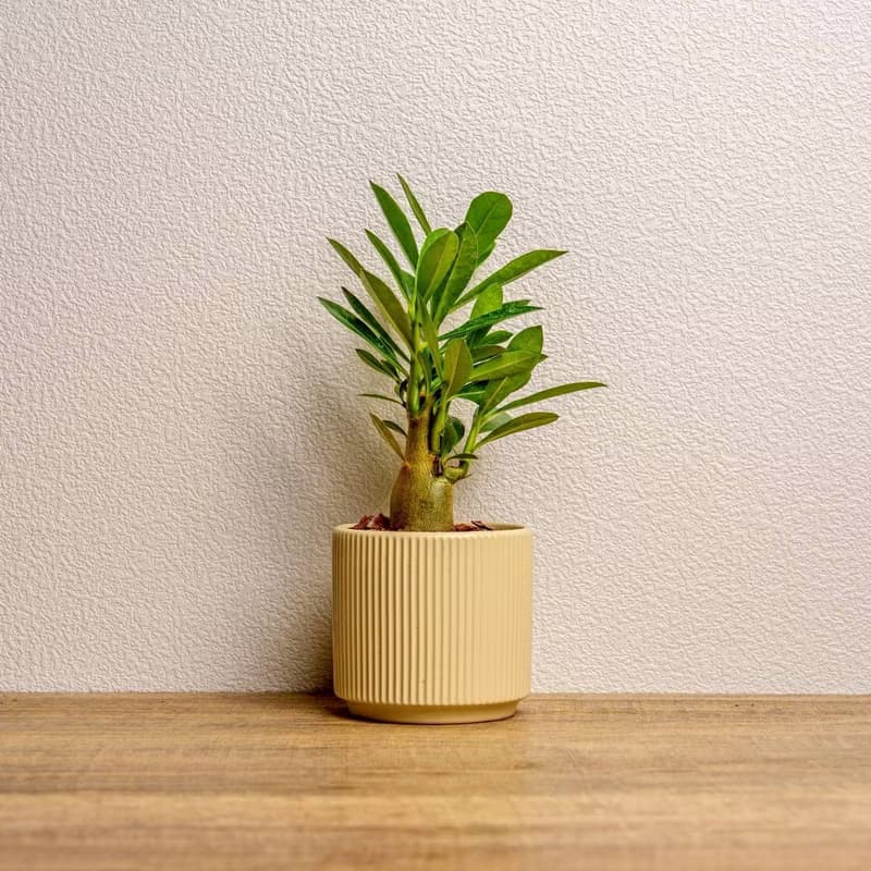 沙漠玫瑰 綠陶盆 開幕盆栽推薦 桌上盆栽