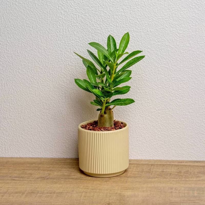 沙漠玫瑰 綠陶盆 開幕盆栽推薦 桌上盆栽