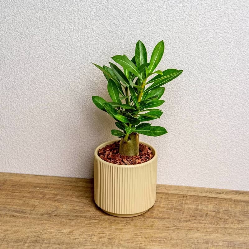 沙漠玫瑰 綠陶盆 開幕盆栽推薦 桌上盆栽