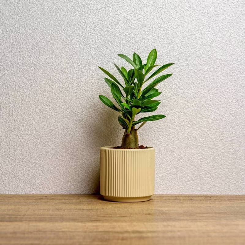 沙漠玫瑰 綠陶盆 開幕盆栽推薦 桌上盆栽