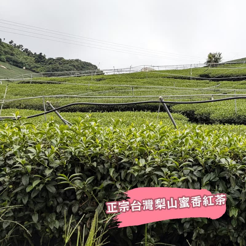 【快速出貨】台灣梨山 蜜香紅茶 精緻罐裝茶包 15包 檢驗合格