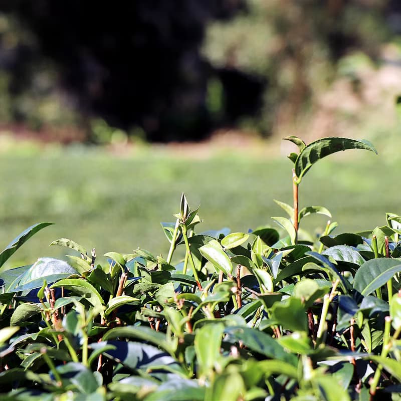 【快速出貨】台灣梨山 蜜香紅茶 精緻罐裝茶包 15包 檢驗合格