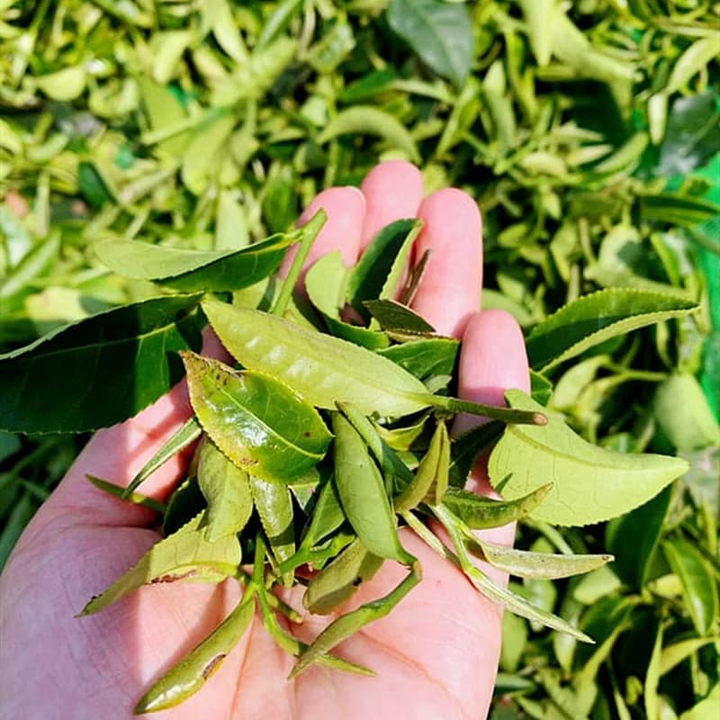 【快速出貨】台灣梨山 蜜香紅茶 精緻罐裝茶包 15包 檢驗合格