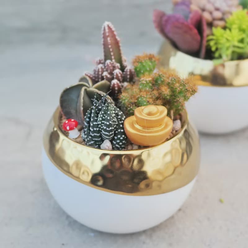 【荳荳多肉】【金色招財圓型植栽組】喬遷│送禮│升遷│多肉植物